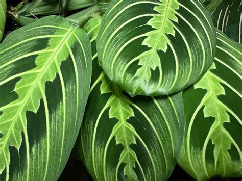 prayer plants moisture meter|prayer plant watering system.